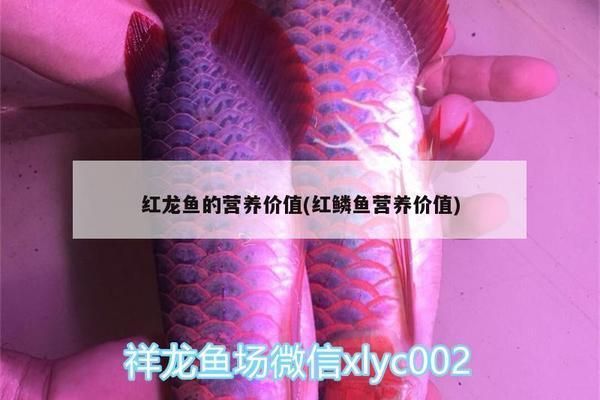 赤焰中國虎魚飼料選擇指南，赤焰中國虎魚飼料選擇指南赤焰中國虎魚飼料選擇指南