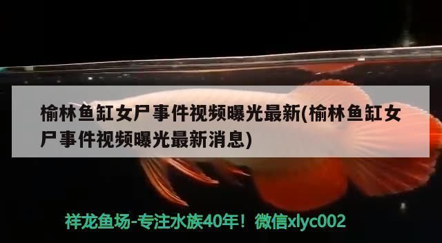 榆林魚缸女尸事件視頻曝光最新(榆林魚缸女尸事件視頻曝光最新消息)