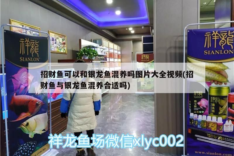 招財魚可以和銀龍魚混養嗎圖片大全視頻(招財魚與銀龍魚混養合適嗎)