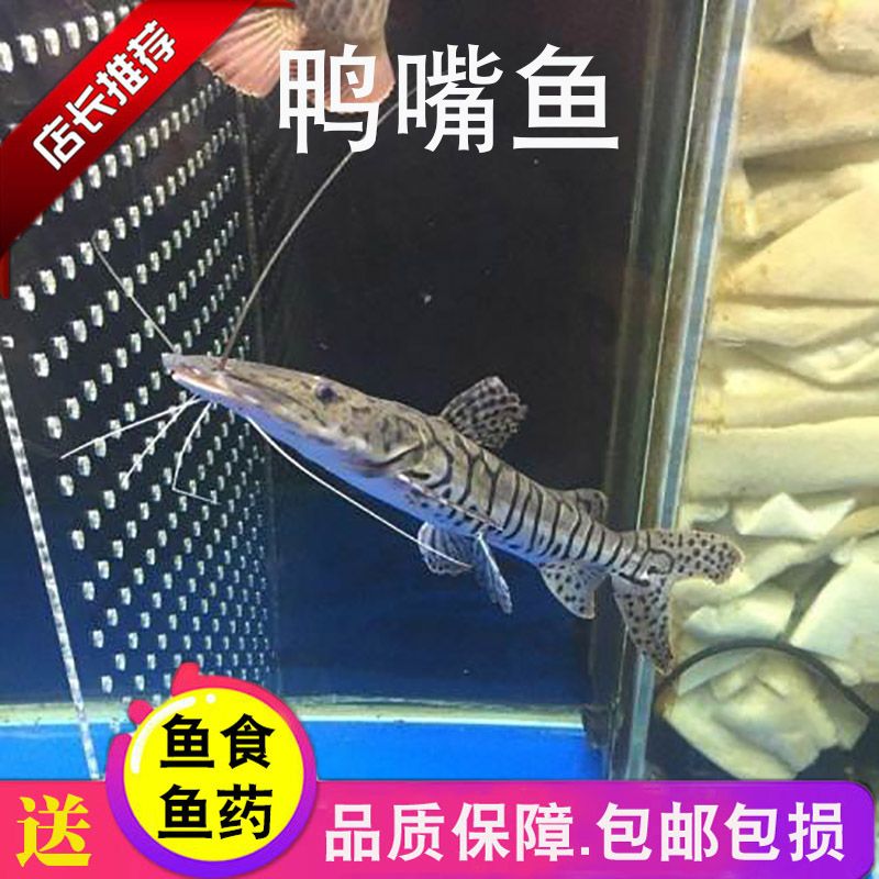 魚缸配件批發市場鄭州地址(鄭州魚缸批發市場在哪里)