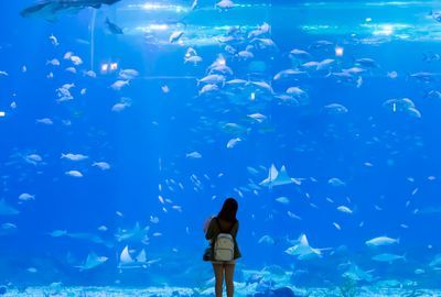 開家水族館需要多少錢一個(gè)月呢（開一家水族館需要多少錢）