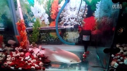 招財魚混養元寶鳳凰魚的環境要求：元寶鳳凰魚和招財魚混養的注意事項 招財魚混養元寶鳳凰魚的環境要求：元寶鳳凰魚和招財魚混養的注意事項 元寶鳳凰魚百科 第5張