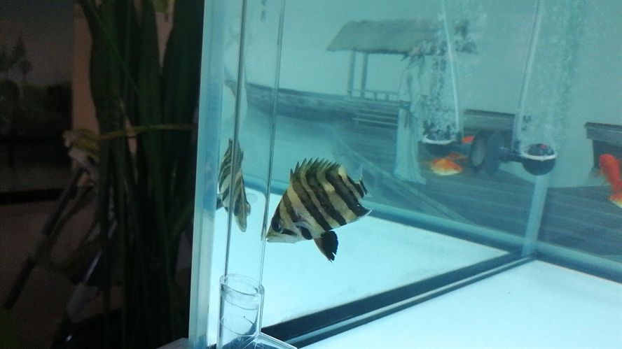 祥龍魚場觀賞魚的質量如何？，祥龍魚場主流龍魚品種的選購指南，香滿園和金龍魚哪個更適合兒童食用 祥龍魚場觀賞魚的質量如何？，祥龍魚場主流龍魚品種的選購指南，香滿園和金龍魚哪個更適合兒童食用 龍魚百科 第1張