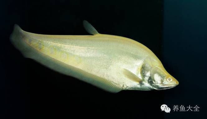 虎魚活餌料寄生蟲預防，如何有效地預防虎魚的活餌料寄生蟲問題