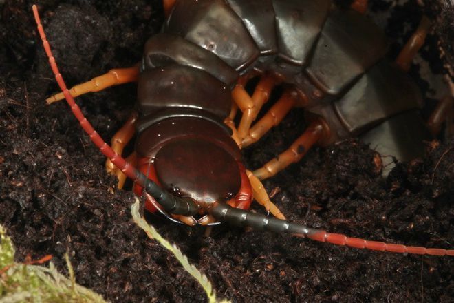 虎魚活餌料寄生蟲預防，如何有效地預防虎魚的活餌料寄生蟲問題