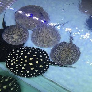 魟魚可以喂小魚苗嗎：魟魚可以喂小魚苗嗎[需手動填充][需手動填充]魚可以喂小魚苗嗎