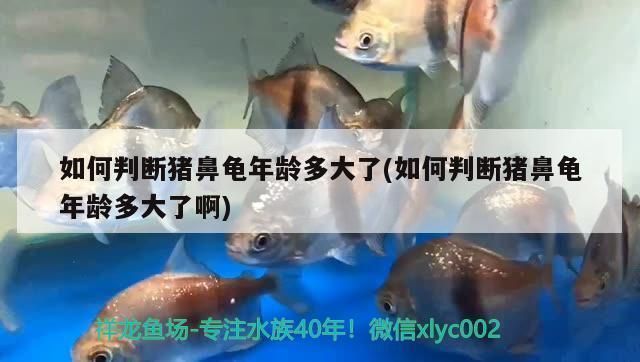 豬鼻龜幾歲算成年龜：豬鼻龜多久算成年龜