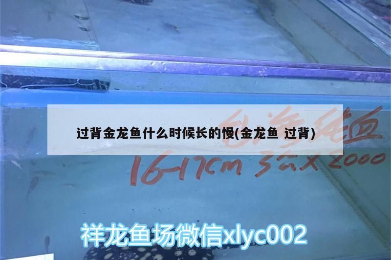 過背金龍魚什么時候長的慢(金龍魚過背)
