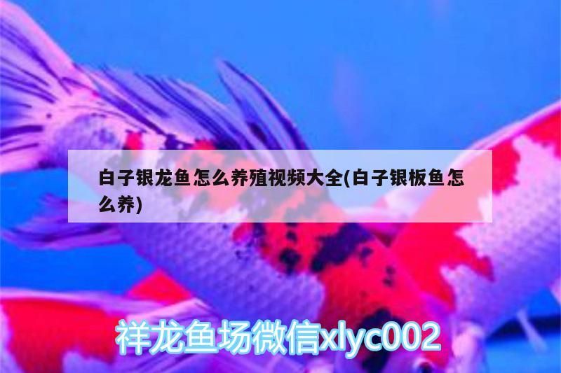 龍魚趴缸治療不恢復怎么辦(新龍魚趴缸怎么處理)