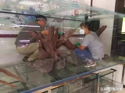 龍魚缸造景好不好呢怎么看，龍魚缸造景好不好