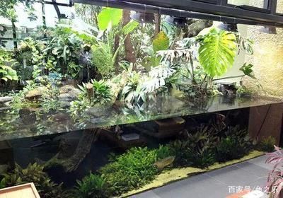 龍魚缸造景好不好呢怎么看，龍魚缸造景好不好