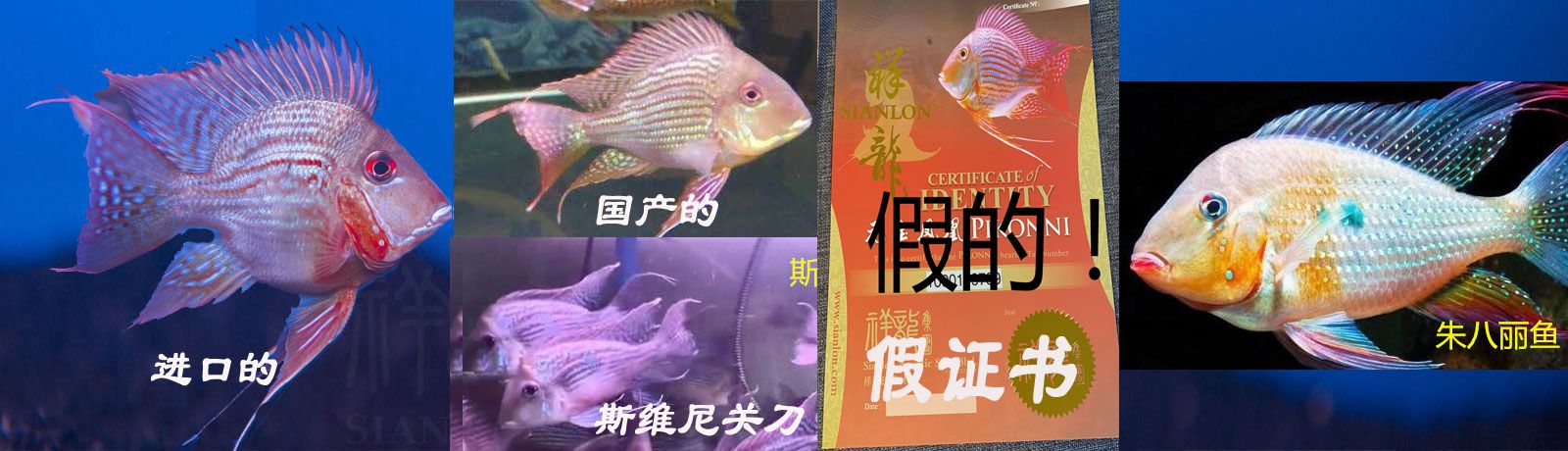 進口元寶鳳凰魚（祥龍魚場） 進口元寶鳳凰魚（祥龍魚場） 元寶鳳凰魚百科 第2張