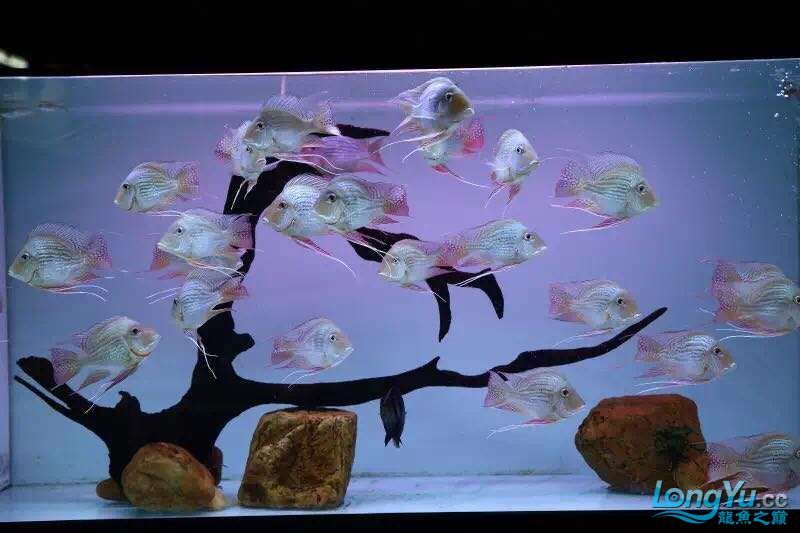 進口元寶鳳凰魚（祥龍魚場） 進口元寶鳳凰魚（祥龍魚場） 元寶鳳凰魚百科 第4張