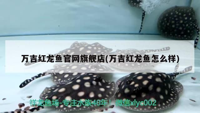 萬吉紅龍魚怎么樣：萬吉紅龍魚市場價格趨勢如何鑒別高品質萬吉紅龍魚 萬吉紅龍魚怎么樣：萬吉紅龍魚市場價格趨勢如何鑒別高品質萬吉紅龍魚 紅龍魚百科 第2張