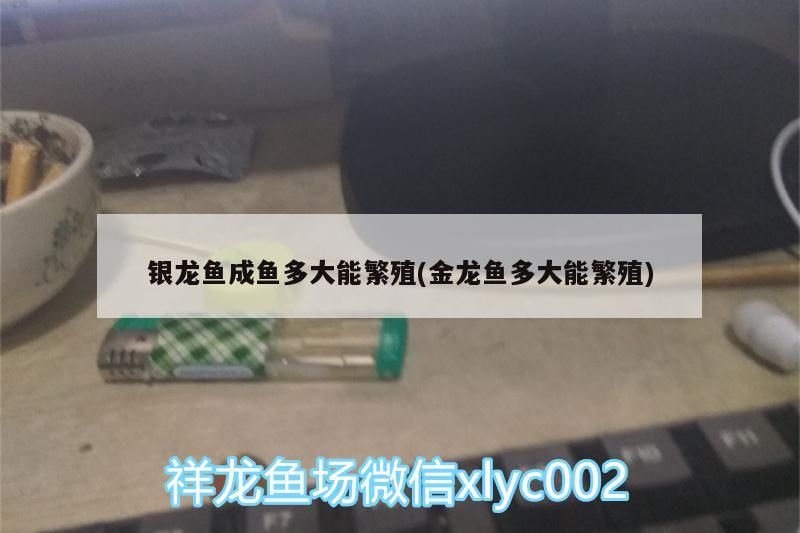 銀龍魚成魚多大能繁殖(金龍魚多大能繁殖)