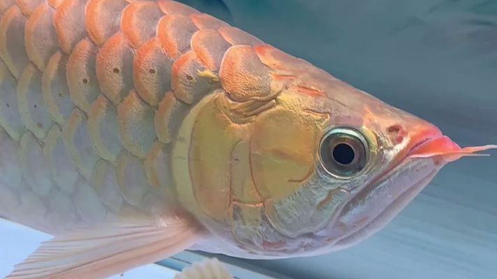 萬吉紅龍魚怎么樣：萬吉紅龍魚市場價格趨勢如何鑒別高品質萬吉紅龍魚 萬吉紅龍魚怎么樣：萬吉紅龍魚市場價格趨勢如何鑒別高品質萬吉紅龍魚 紅龍魚百科 第4張