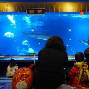 水族館品牌（水族館品牌建設）