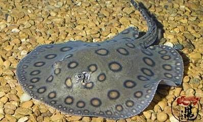 魟魚底砂：魟魚底砂的選擇與管理