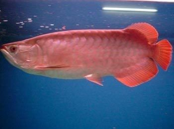 龍魚的好處 龍魚百科 第1張 龍魚的好處 龍魚的好處 龍魚百科 第1張