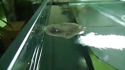 大湖紅龍魚視頻大全最新一期在線觀看（在線觀看大湖紅龍魚視頻需要付費(fèi)嗎？）