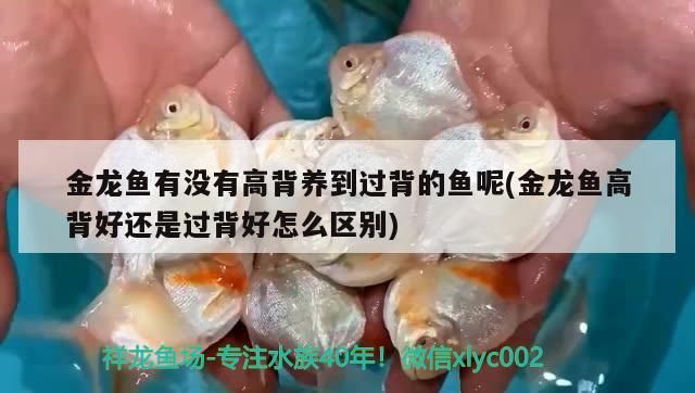 這羅漢大概多少錢我想知道買貴了