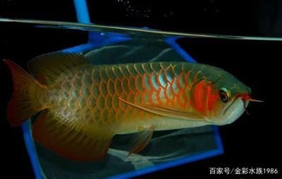 大湖紅龍和辣椒紅龍哪個好：大湖紅龍和辣椒紅龍各有特色