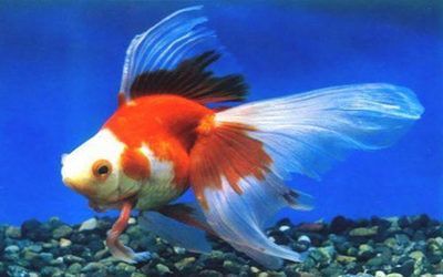 開(kāi)個(gè)水族館的艱難之旅英語(yǔ)作文（thedifficultjourneyoffounding）