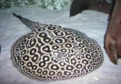 魟魚的價格與品種：魟魚的價格與品相