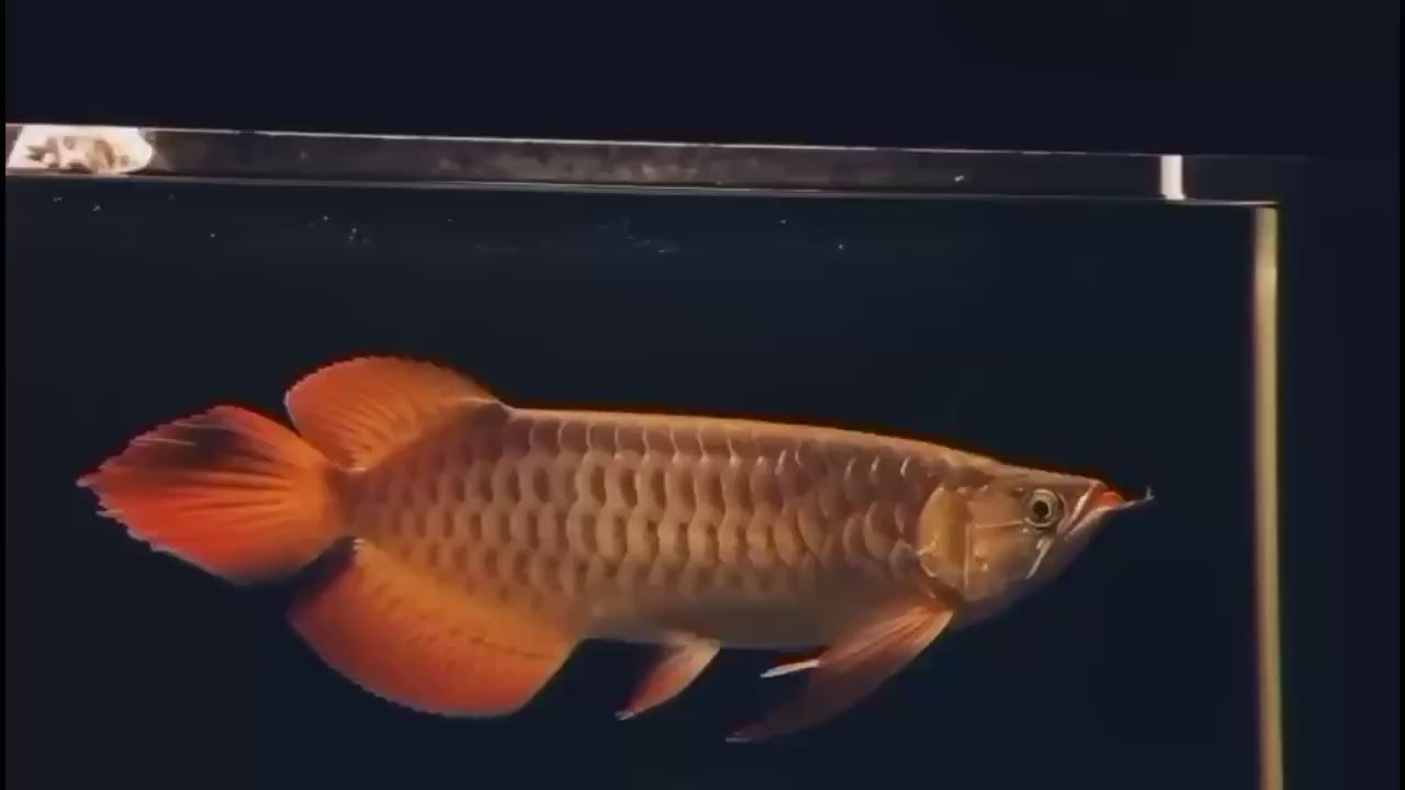 這才是大湖紅龍?jiān)撚械臉幼? title=