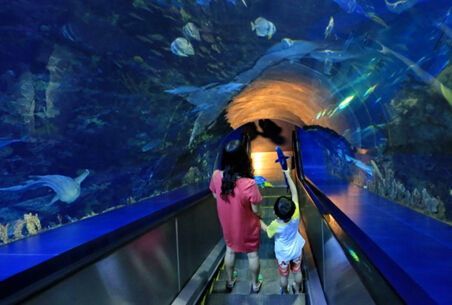 水族館哪個地方的好（上海海洋水族館親子游玩攻略大連圣亞海洋世界門票優惠）