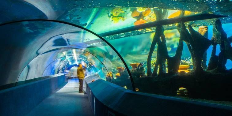 水族館哪個地方的好（上海海洋水族館親子游玩攻略大連圣亞海洋世界門票優惠）