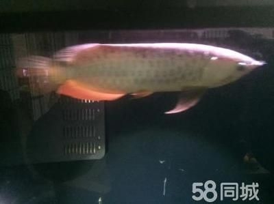 金龍魚適宜的水溫調(diào)節(jié)技巧：夏季降溫金龍魚的方法