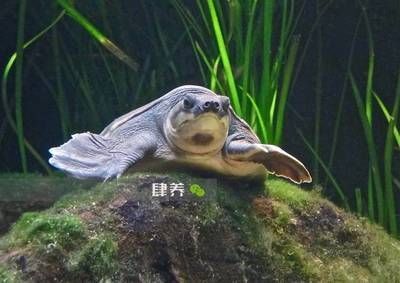 豬鼻龜長多大：豬鼻龜多久算成年龜，豬鼻龜長多大就成年了