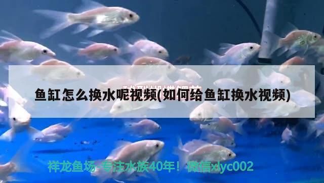 紅龍魚和元寶鳳凰混養好不好看圖片(紅龍魚和飛鳳魚一塊養好嗎)