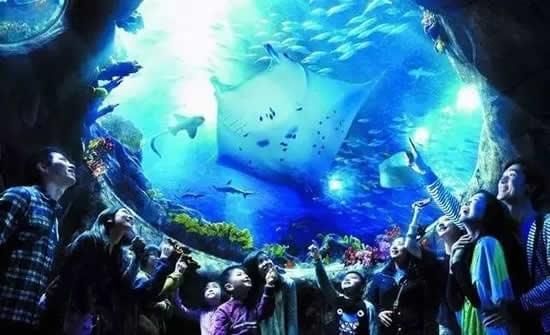 水族館館長收入（水族館館長的收入受多種因素影響水族館館長的收入受多種影響）