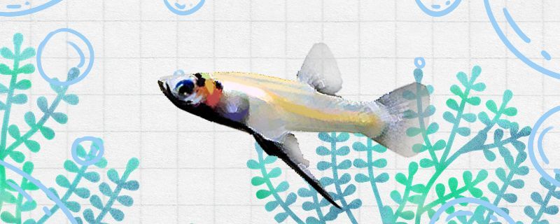 吉拉德鳉魚好養(yǎng)嗎怎么養(yǎng)