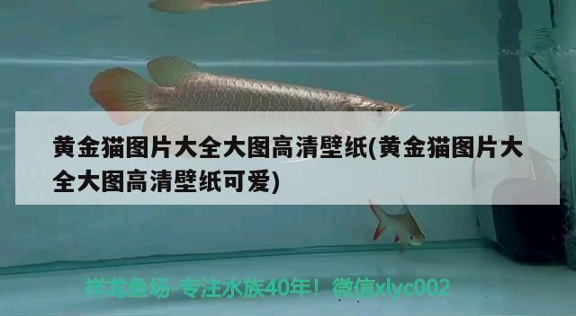 黃金貓圖片大全大圖高清壁紙(黃金貓圖片大全大圖高清壁紙可愛)