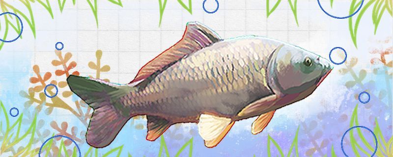如何看鯉魚是否野生野生鯉魚能不能家養(yǎng)