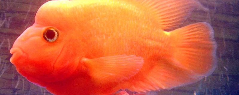 元寶鳳凰魚的壽命是多久：元寶鳳凰魚的壽命受到多種因素影響