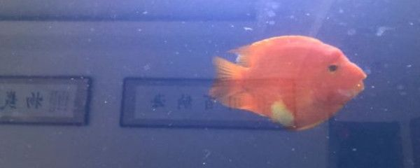 元寶鳳凰魚的壽命是多久：元寶鳳凰魚的壽命受到多種因素影響