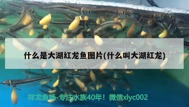 什么是大湖紅龍魚圖片(什么叫大湖紅龍) 什么是大湖紅龍魚圖片(什么叫大湖紅龍) 大湖紅龍魚百科 第3張
