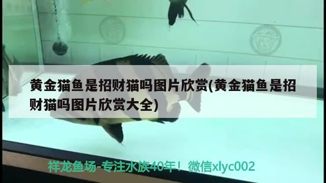 黃金貓魚是招財貓嗎圖片欣賞(黃金貓魚是招財貓嗎圖片欣賞大全)