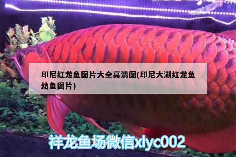 印尼紅龍魚圖片大全高清圖(印尼大湖紅龍魚幼魚圖片)