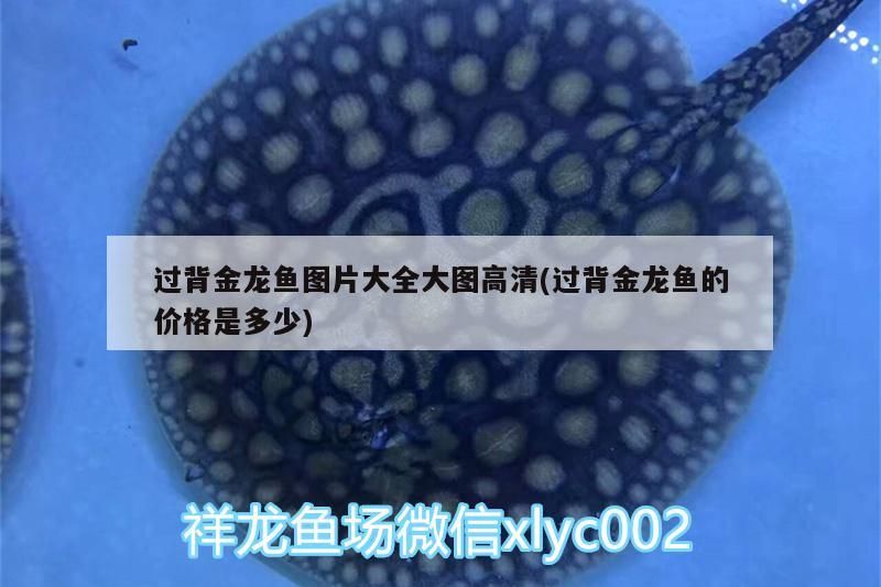 過背金龍魚圖片大全大圖高清(過背金龍魚的價格是多少)