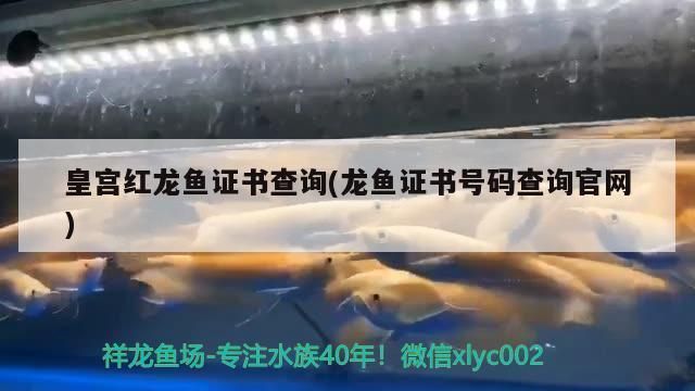 紅龍魚證書：關于紅龍魚證書的一些詳細信息