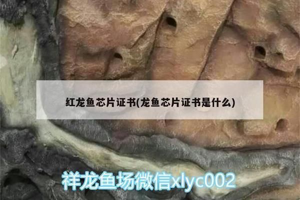 紅龍魚證書：關于紅龍魚證書的一些詳細信息