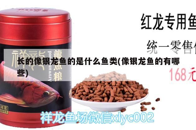 長的像銀龍魚的是什么魚類(像銀龍魚的有哪些)
