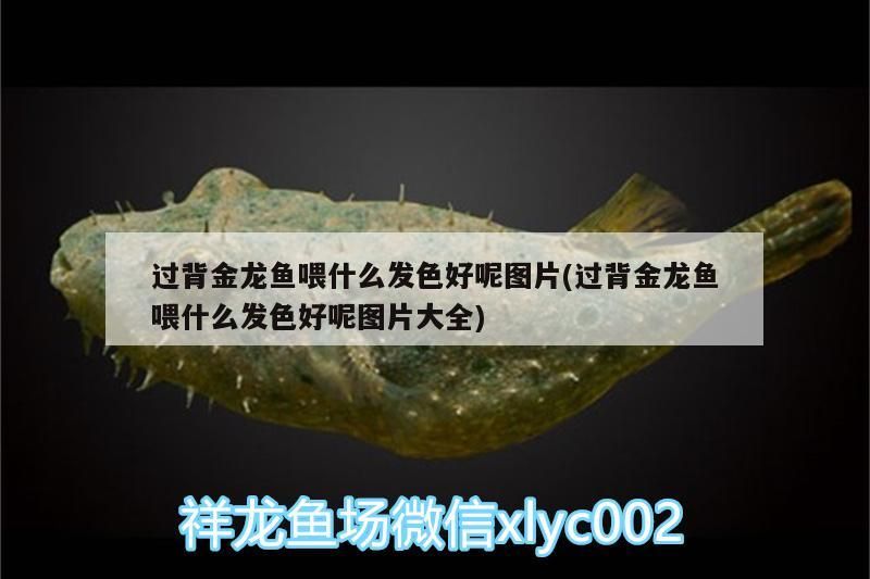 過背金龍魚喂什么發色好呢圖片(過背金龍魚喂什么發色好呢圖片大全)