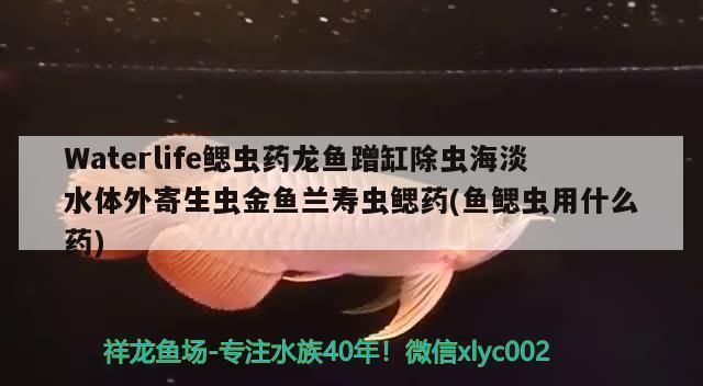 黃金貓魚爛鰓病的自然療法（黃金貓魚爛鰓病的自然療法包括使用富氯或二溴海因全池潑灑）