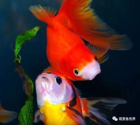 黃金貓魚爛鰓病的自然療法（黃金貓魚爛鰓病的自然療法包括使用富氯或二溴海因全池潑灑）